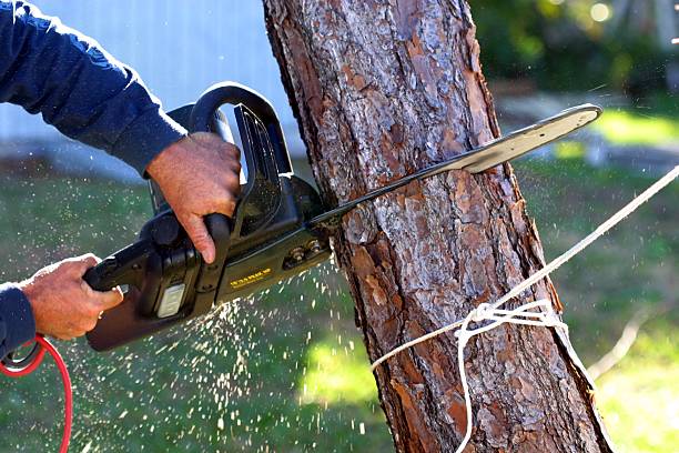 Best Firewood Processing and Delivery  in Fredericktown, OH